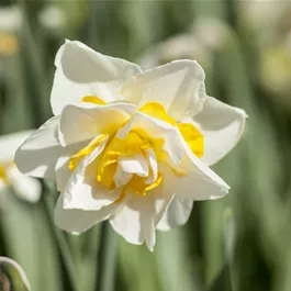 Narcissus pseudonarcissus Double Pam