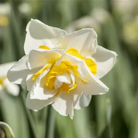 Narcissus pseudonarcissus Double Pam