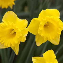 Narcissus pseudonarcissus Gold Medal