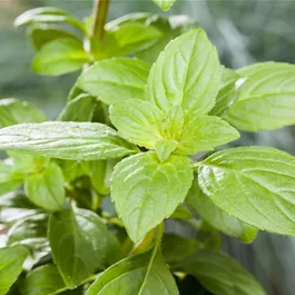 Ocimum basilicum Magic White