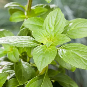 Ocimum basilicum Magic White