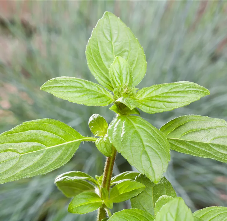 Garten-Basilikum 'Magic White'