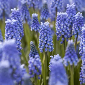 Muscari tubergenianum Blue Magic