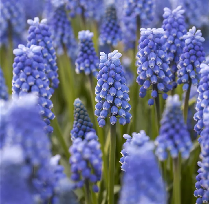 Traubenhyazinthe 'Blue Magic'