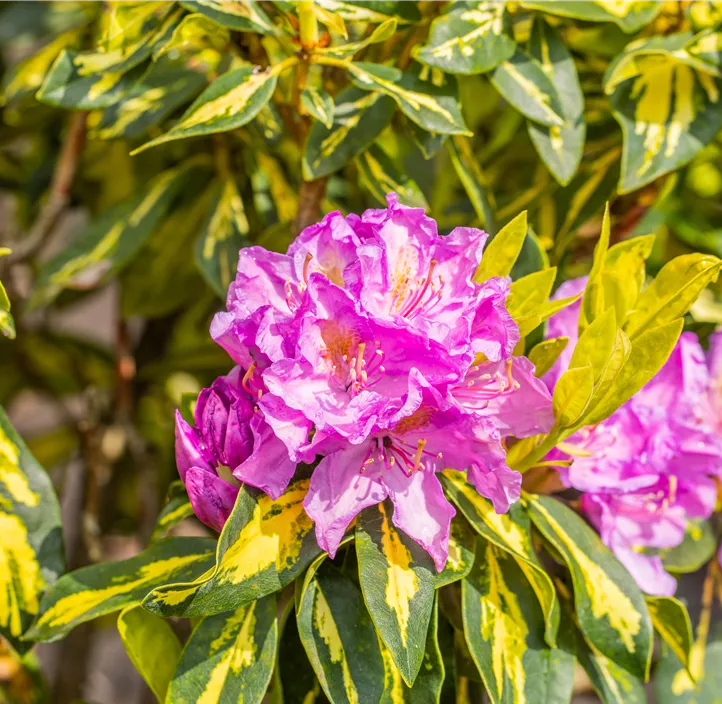 Rhododendron-Hybride 'Goldflimmer'