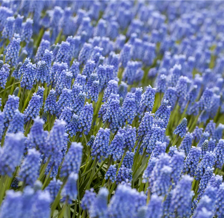 Traubenhyazinthe 'Blue Magic'