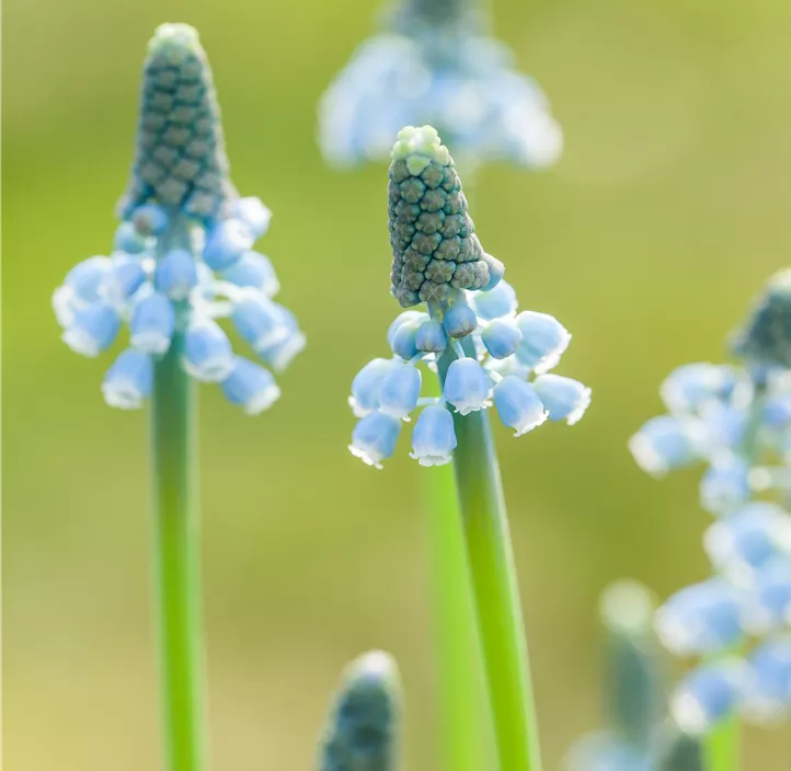 Traubenhyazinthe 'Blue Magic'