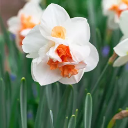 Narcissus pseudonarcissus Martina