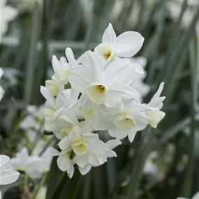 Narcissus pseudonarcissus Paperwhite Ziva