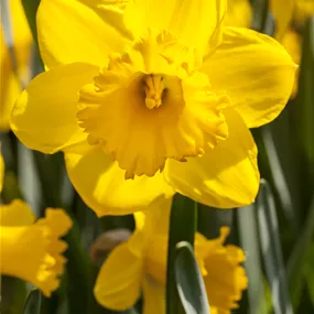 Narcissus pseudonarcissus Primeur