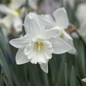 Narcissus pseudonarcissus Pure White