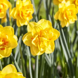 Narcissus pseudonarcissus Double Beauty