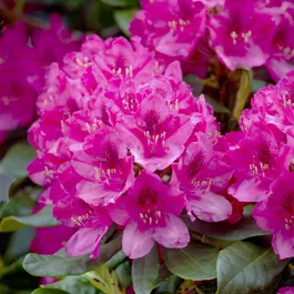 Rhododendron Nova Zembla