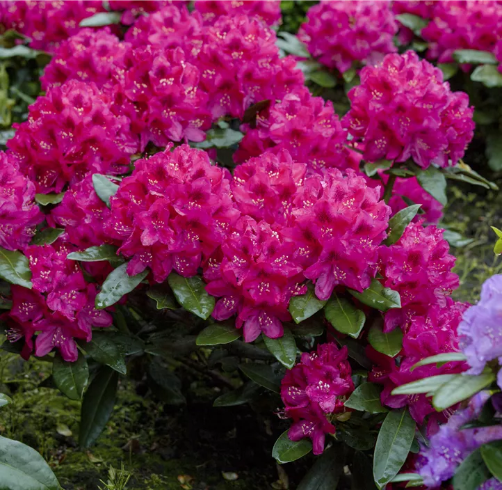 Rhododendron 'Nova Zembla'