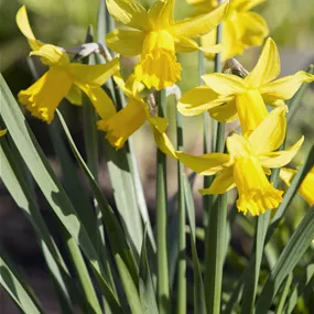 Narcissus pseudonarcissus Yellow Wonder