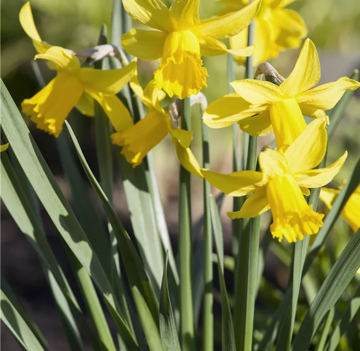 Narzisse 'Yellow Wonder'