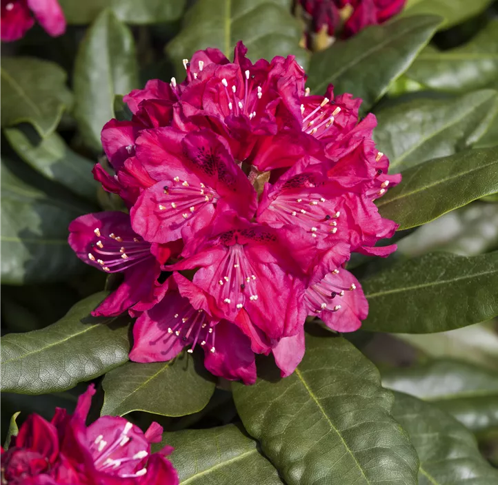 Rhododendron 'Nova Zembla'