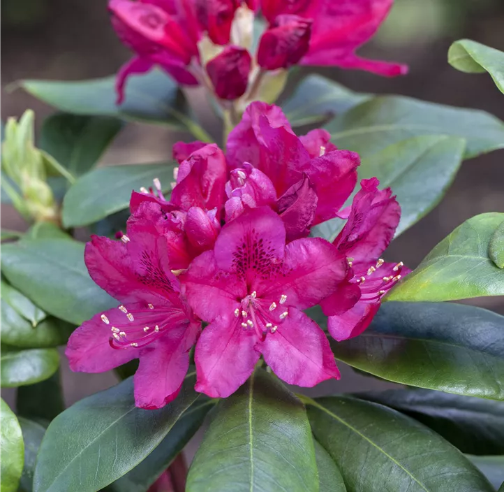 Rhododendron 'Nova Zembla'