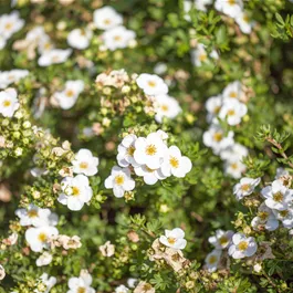 Potentilla fruticosa Abbotswood