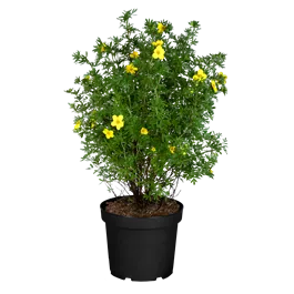 Potentilla fruticosa Goldfinger