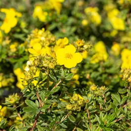 Potentilla fruticosa Goldstar