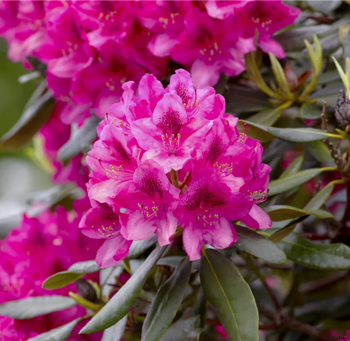 Rhododendron 'Nova Zembla'