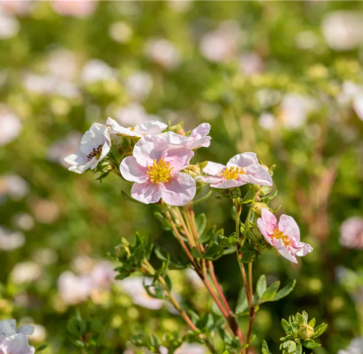 Fingerstrauch 'Pink Queen'