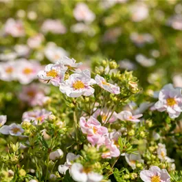 Potentilla fruticosa Pretty Polly