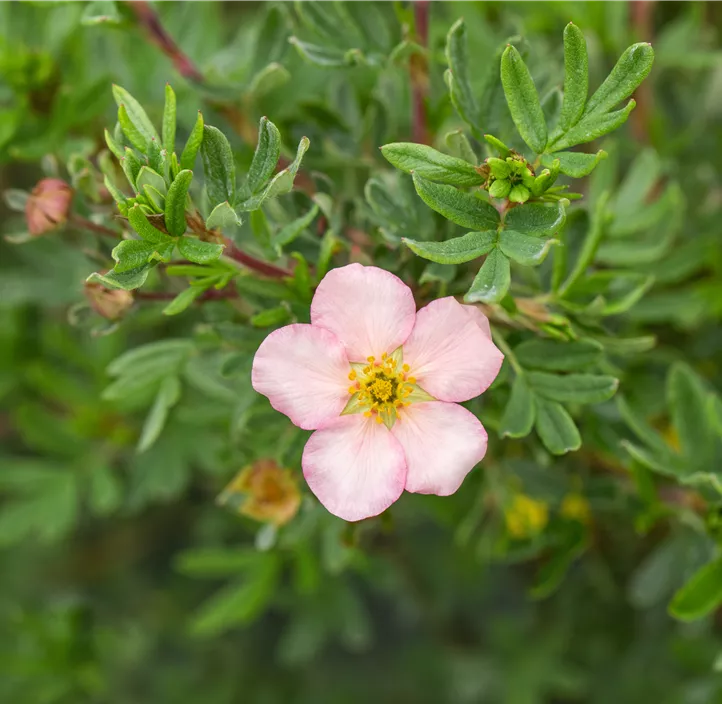 Fingerstrauch 'Pink Queen'