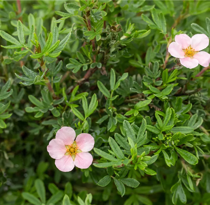 Fingerstrauch 'Pink Queen'