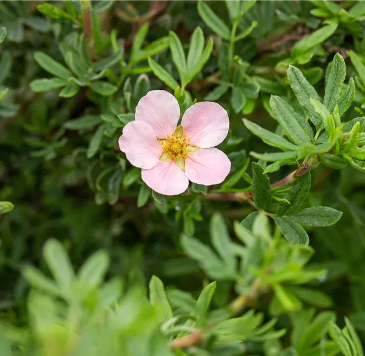 Fingerstrauch 'Pink Queen'