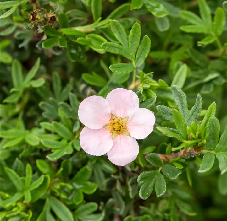 Fingerstrauch 'Pink Queen'