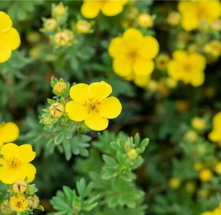 Fingerstrauch 'Sommerflor'