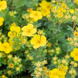 Potentilla fruticosa Sommerflor