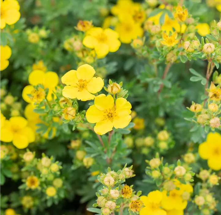 Fingerstrauch 'Sommerflor'