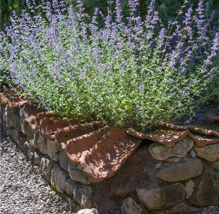 Blauraute 'Blue Spire'