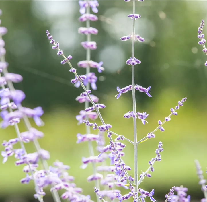 Blauraute 'Blue Spire'