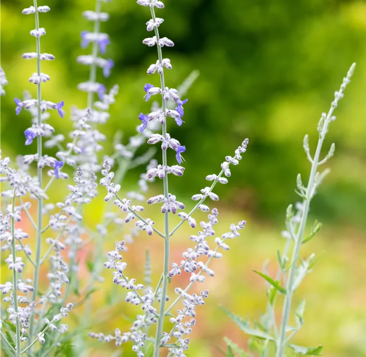 Blauraute 'Blue Spire'