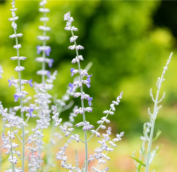 Blauraute 'Blue Spire'