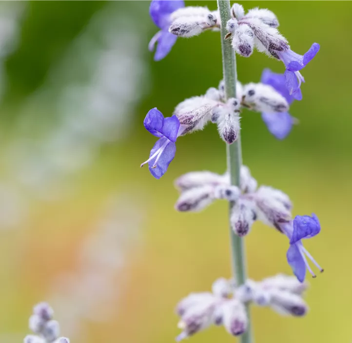 Blauraute 'Blue Spire'