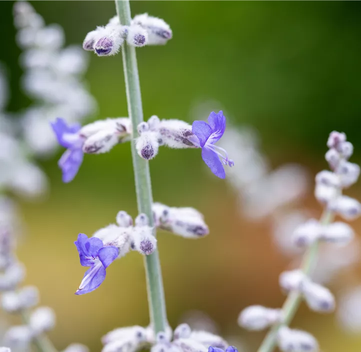 Blauraute 'Blue Spire'