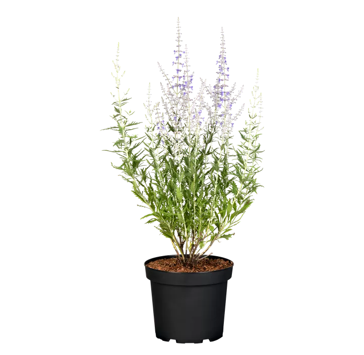 Blauraute 'Blue Spire'