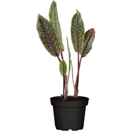 Rumex sanguineus