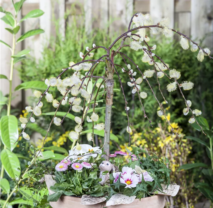 Hängende Kätzchenweide 'Pendula'