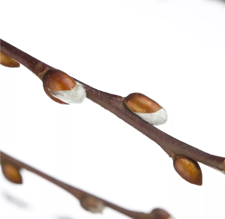 Hängende Kätzchenweide 'Pendula'