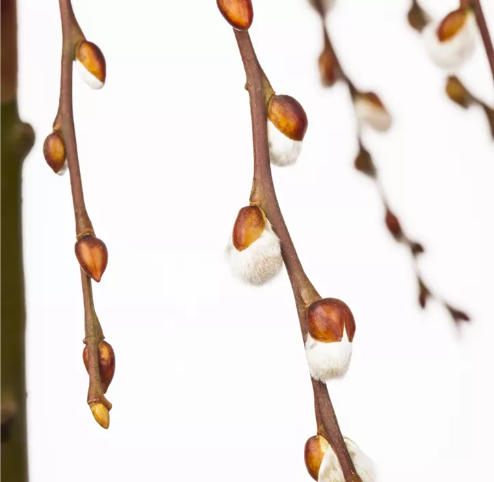 Hängende Kätzchenweide 'Pendula'