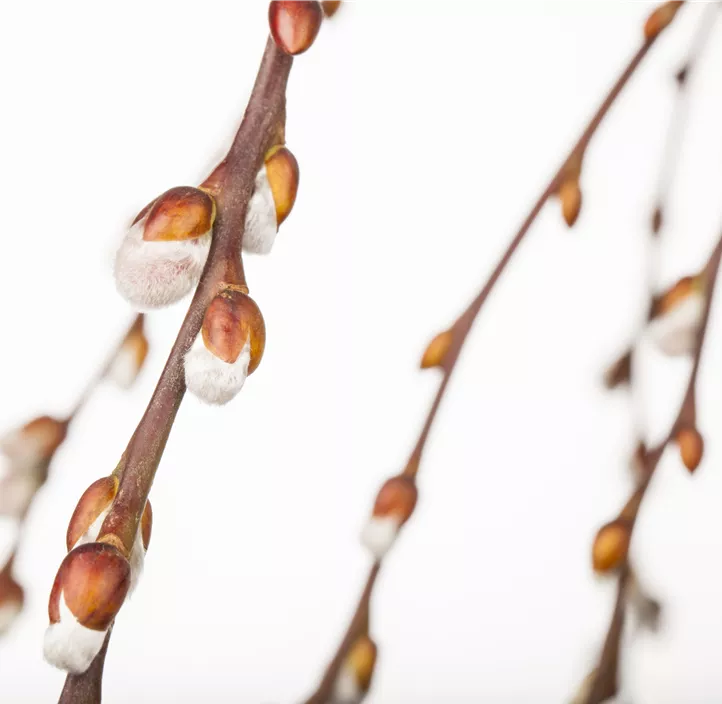 Hängende Kätzchenweide 'Pendula'