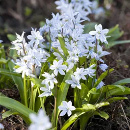 Scilla tubergeniana