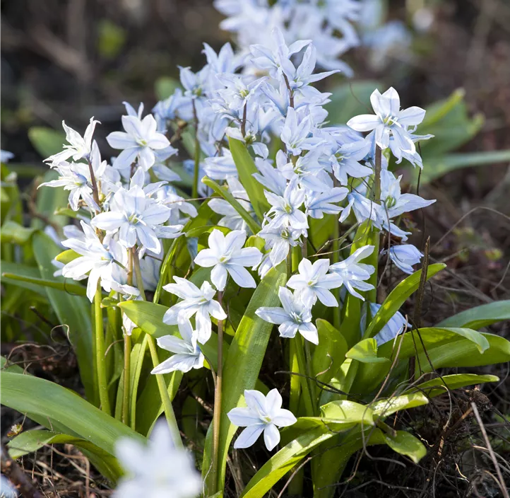 Kaukasischer Blaustern