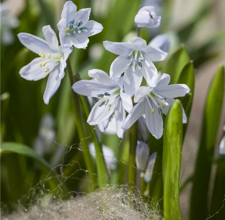 Kaukasischer Blaustern